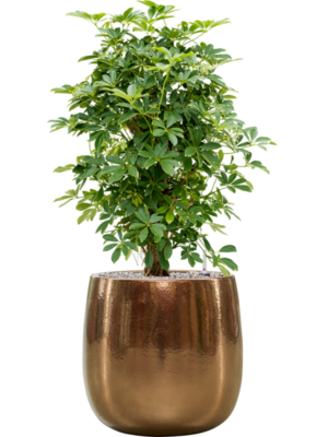Schefflera arboricola 'Compacta' en Balloon