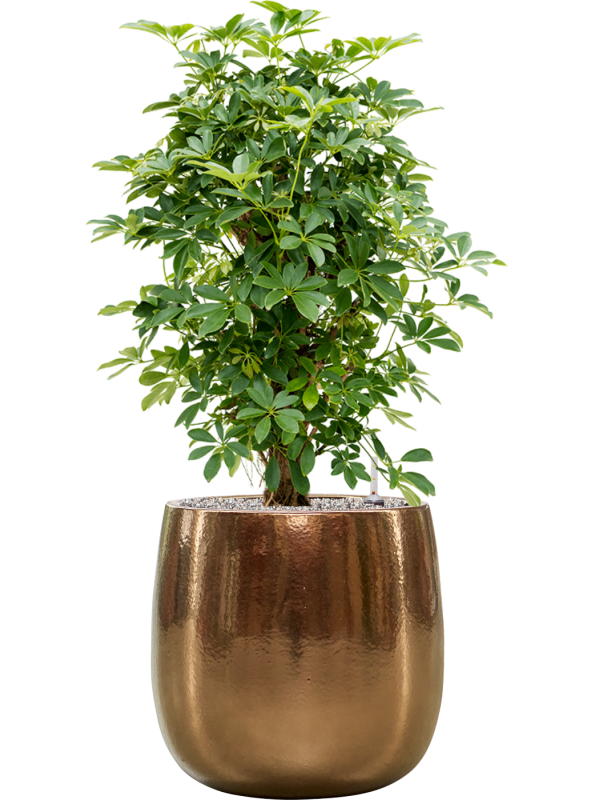 Schefflera arboricola 'Compacta' en Balloon, Private label