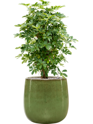 Schefflera arboricola 'Compacta' en Balloon