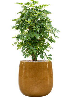Schefflera arboricola 'Compacta' en Balloon