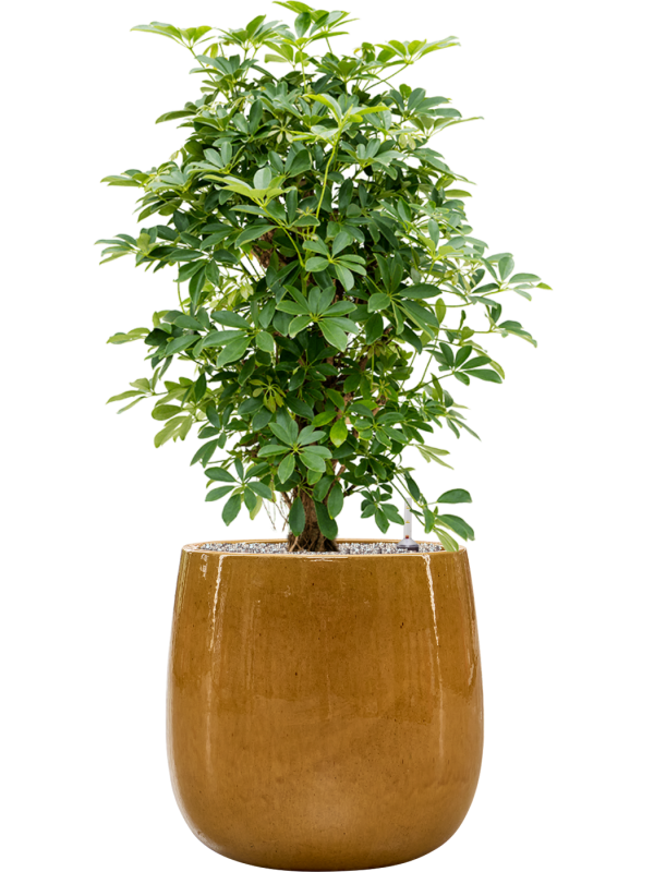 Schefflera arboricola 'Compacta' en Balloon, Private label
