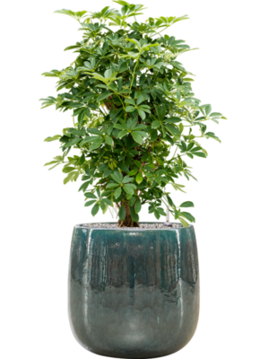 Schefflera arboricola 'Compacta' en Balloon