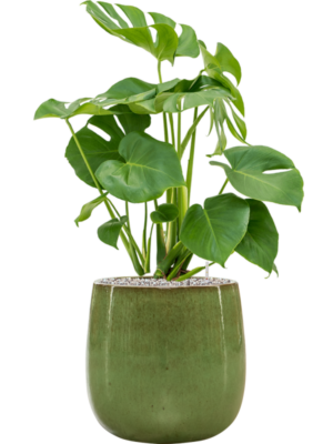 Monstera deliciosa en Balloon