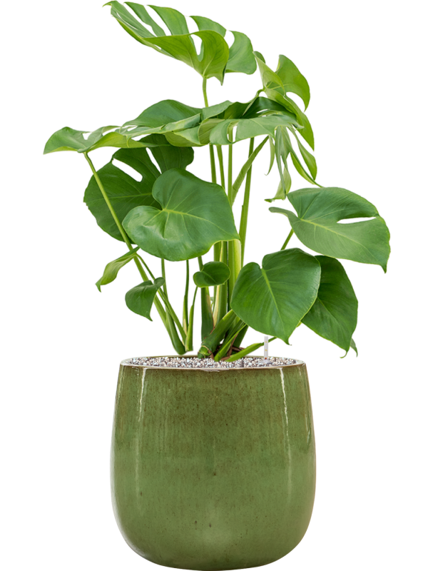 Monstera deliciosa en Balloon, Private label