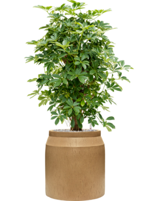 Schefflera arboricola 'Compacta' en Baq Raindrop