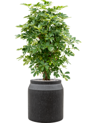 Schefflera arboricola 'Compacta' en Baq Raindrop