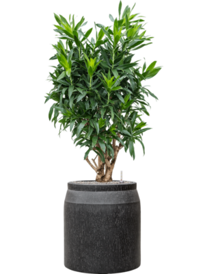 Pleomele (Dracaena) reflexa en Baq Raindrop
