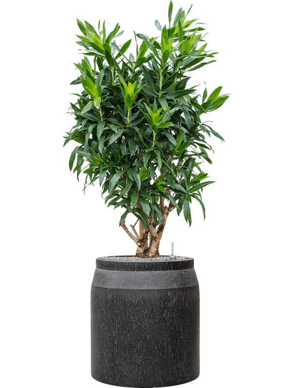 Pleomele (Dracaena) reflexa en Baq Raindrop