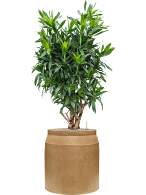 Pleomele (Dracaena) reflexa en Baq Raindrop