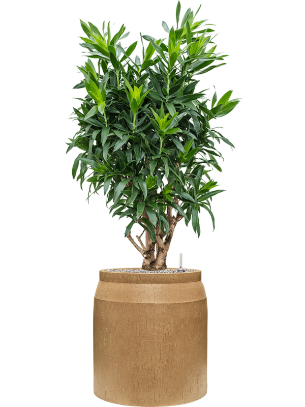 Pleomele (Dracaena) reflexa en Baq Raindrop