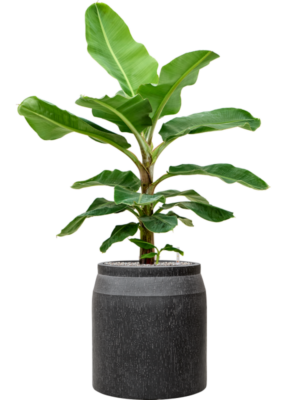Musa dwarf cavendish en Baq Raindrop