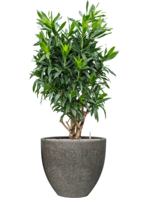Pleomele (Dracaena) reflexa en Cement & Stone