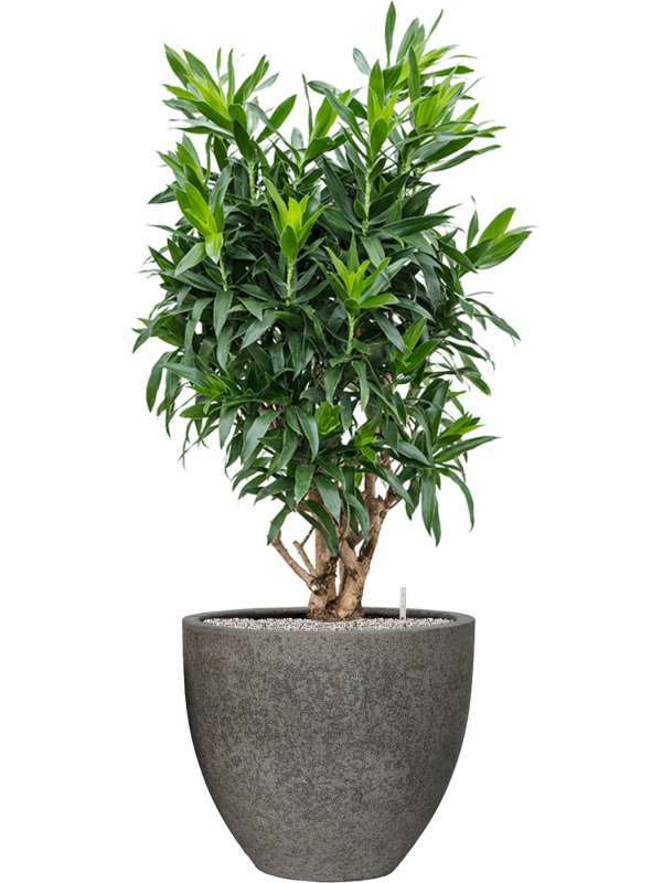Pleomele (Dracaena) reflexa en Cement & Stone, Pottery Pots