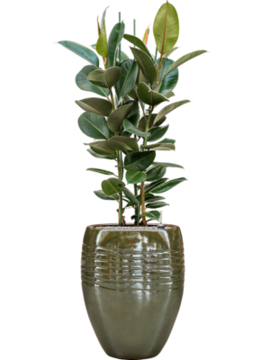 Ficus elastica 'Robusta' en Traces