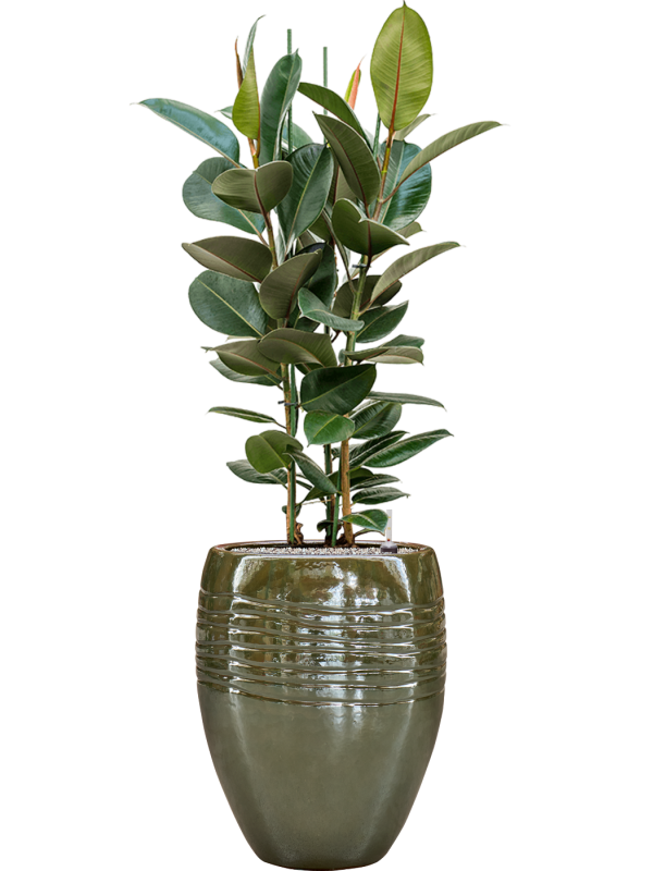Ficus elastica 'Robusta' en Traces, Private label
