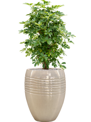 Schefflera arboricola 'Compacta' en Traces