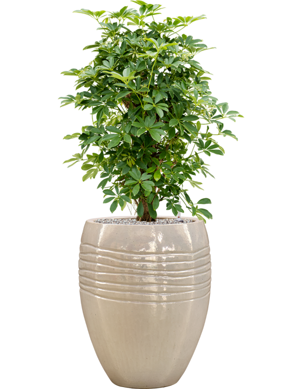 Schefflera arboricola 'Compacta' en Traces, Private label