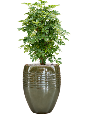Schefflera arboricola 'Compacta' en Traces