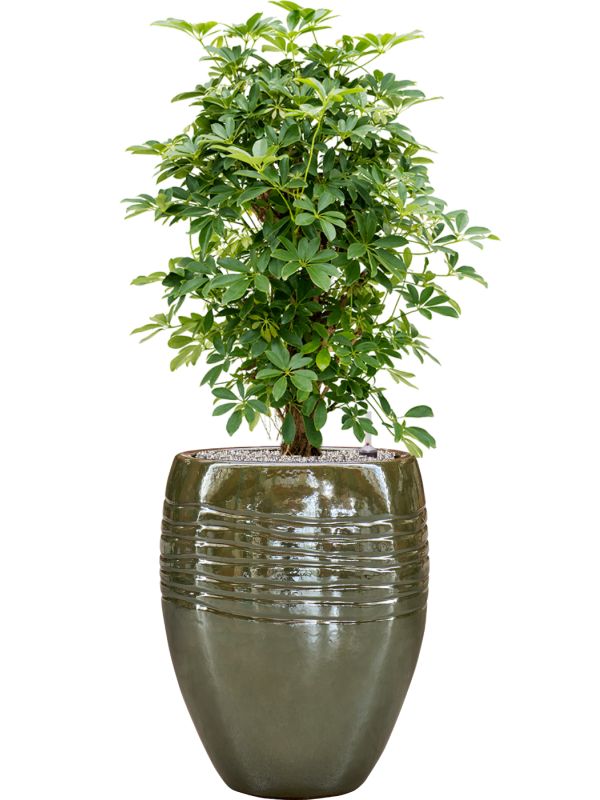 Schefflera arboricola 'Compacta' en Traces, Private label