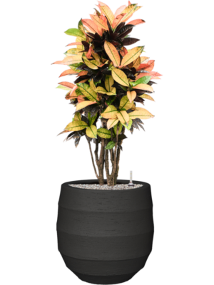 Croton (Codiaeum) variegatum 'Mrs. Iceton' en Bordo