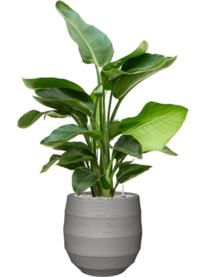 Strelitzia nicolai (60-90) en Bordo