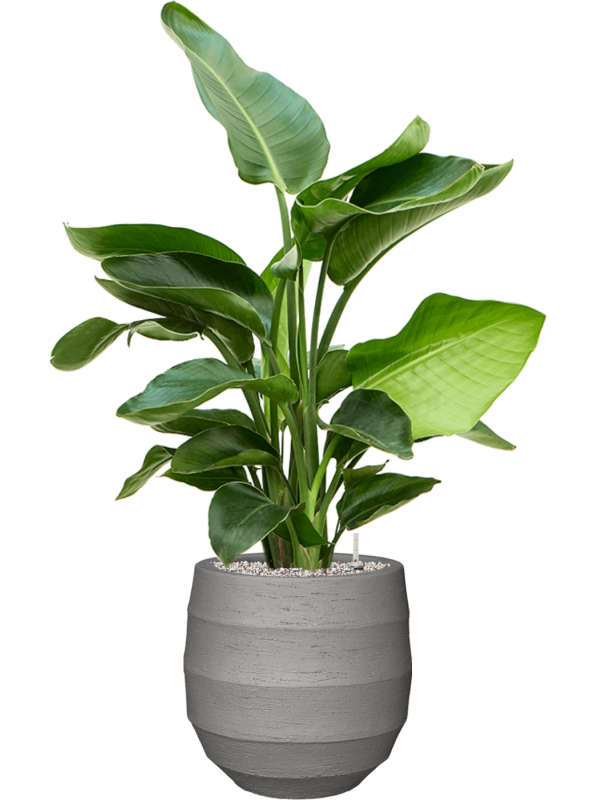Strelitzia nicolai (60-90) en Bordo, Luca Lifestyle