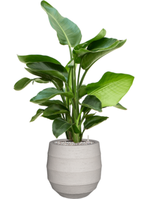 Strelitzia nicolai (60-90) en Bordo