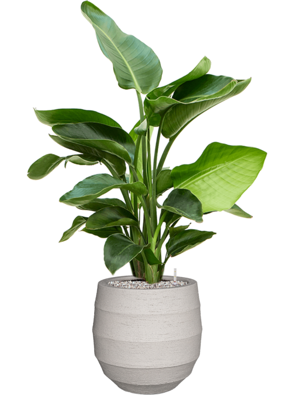 Strelitzia nicolai (60-90) en Bordo, Luca Lifestyle