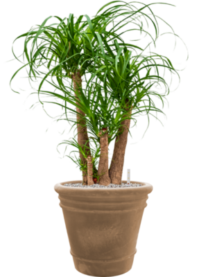 Beaucarnea recurvata en Terra Cotta Doppio