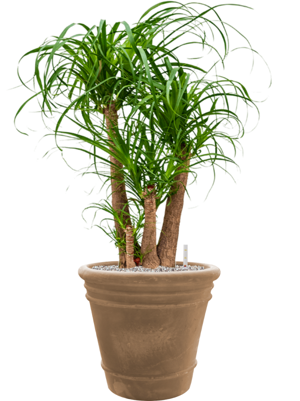 Beaucarnea recurvata en Terra Cotta Doppio, Ter Steege