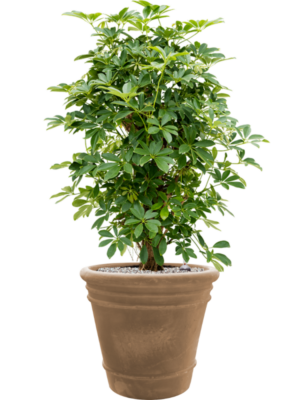 Schefflera arboricola 'Compacta' en Terra Cotta Doppio
