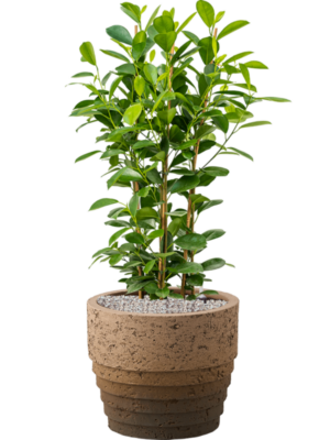 Ficus microcarpa 'Moclame' en Cinnamon