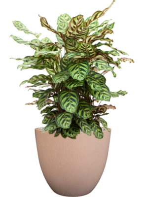 Calathea makoyana en Artstone