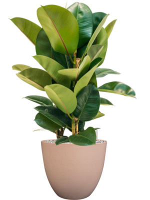 Ficus elastica 'Robusta' en Artstone
