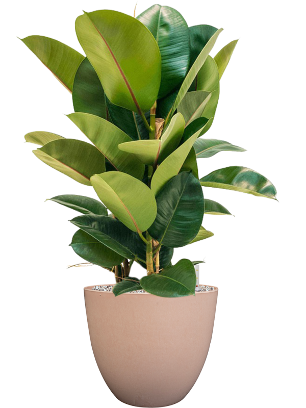 Ficus elastica 'Robusta' en Artstone
