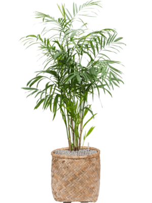 Chamaedorea seifrizii en Bohemian