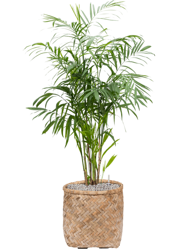 Chamaedorea seifrizii en Bohemian, Pottery Pots