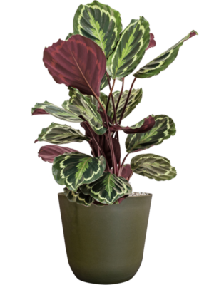 Calathea 'Medallion' en Palermo