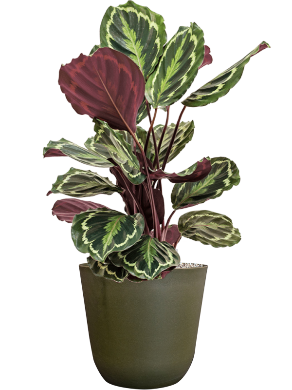 Calathea 'Medallion' en Palermo, Ter Steege