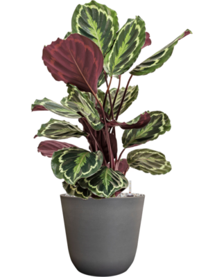 Calathea 'Medallion' en Palermo