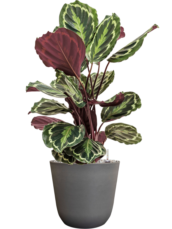 Calathea 'Medallion' en Palermo, Ter Steege