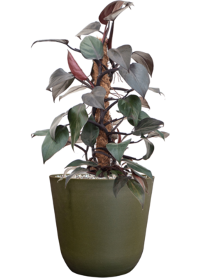 Philodendron 'New Red' en Palermo