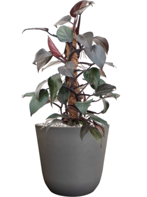 Philodendron 'New Red' en Palermo
