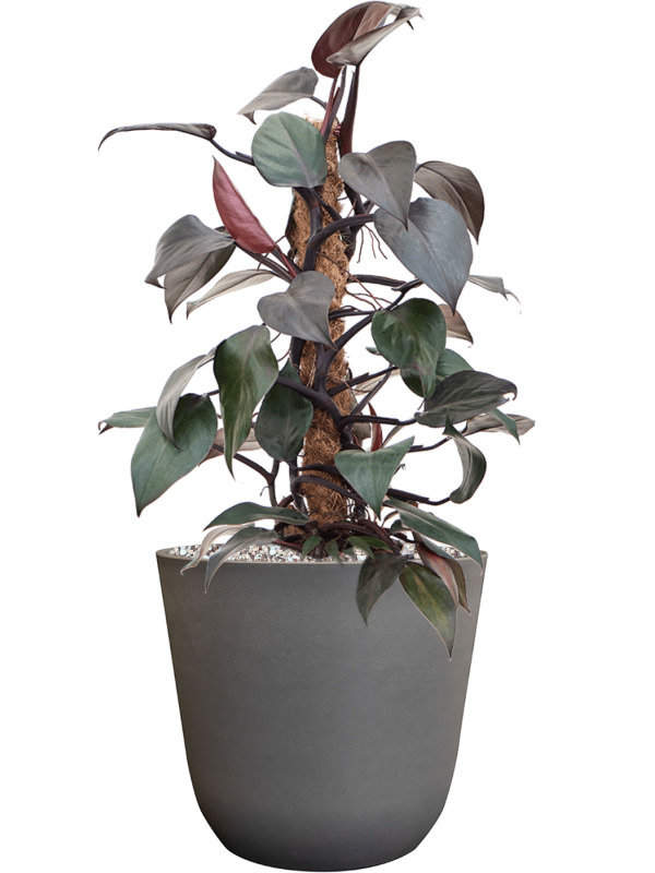 Philodendron 'New Red' en Palermo, Ter Steege