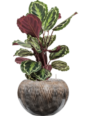 Calathea 'Medallion' en Baq Luxe Lite Universe Comet