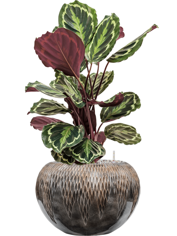 Calathea 'Medallion' en Baq Luxe Lite Universe Comet