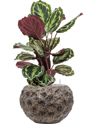 Calathea 'Medallion' en Baq Luxe Lite Universe Moon
