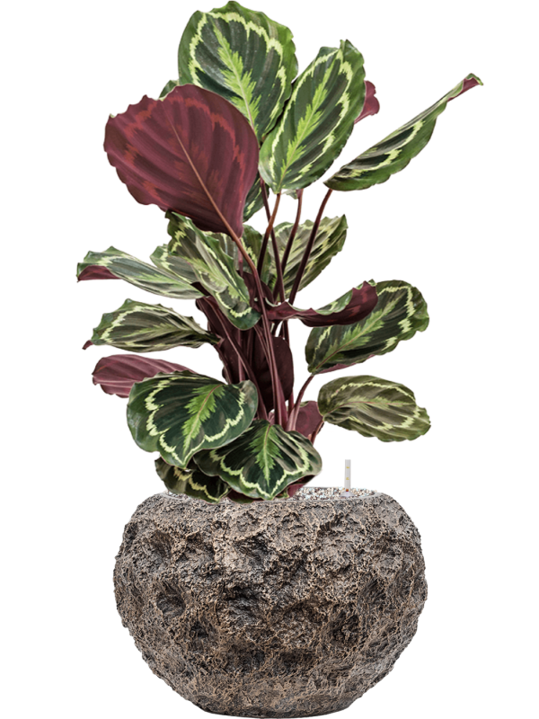 Calathea 'Medallion' en Baq Luxe Lite Universe Moon