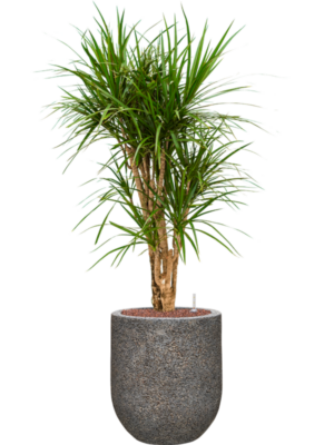 Dracaena marginata en Baq Naturescast