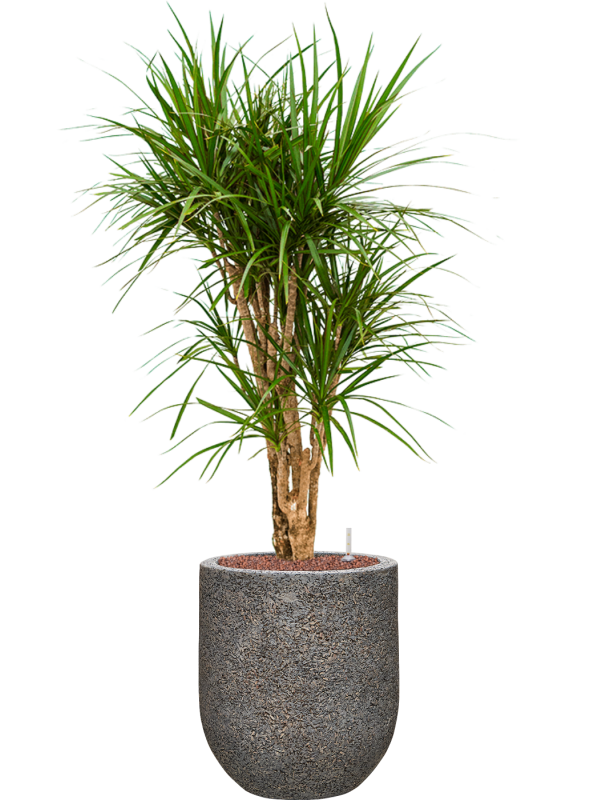 Dracaena marginata en Baq Naturescast
